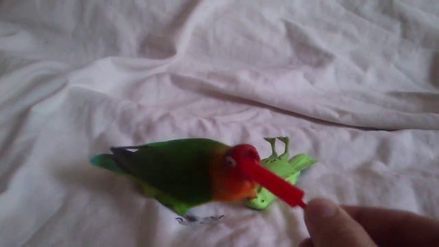 смешной попугай. неразлучник (FISCHER) смотреть онлайн