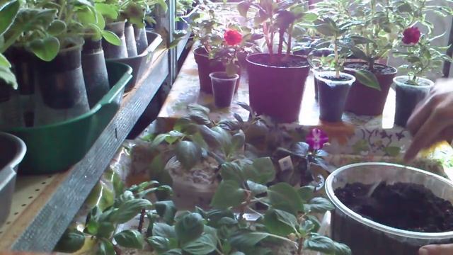 Размножение бальзамина укоренение черенков в перлите смотреть онлайн