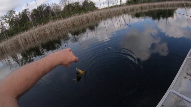 crappie fishing with berkley gulp alive minnows at the secret pond... shh... смотреть онлайн