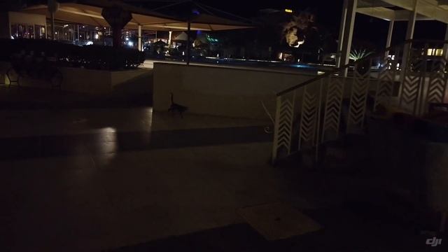 Египет 2023/ ужин в рыбном ресторане ALBATROS AQUA BLU /Шарм-эль-шейх ??? смотреть онлайн