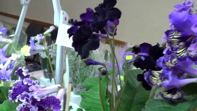 Коллекция цветов стрептокарпусов в Киеве: Юлия Склярова Представляет Коллекцию смотреть онлайн