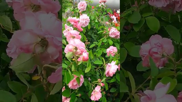 Роза Остина "Мэри Роуз" смотреть онлайн