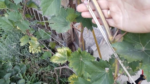 Анюта, Благовест, Виктор, Гелиус и другие сорта винограда на 14.07.18 Виноградник 2018 смотреть онлайн