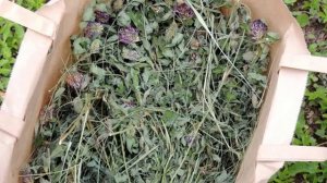 Можно ли давать кроликам клевер