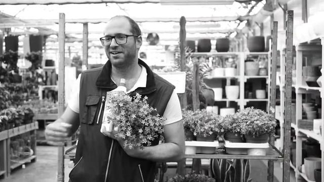 Campanula: Dove piantarla, Quando, Come Coltivarla e Perché смотреть онлайн