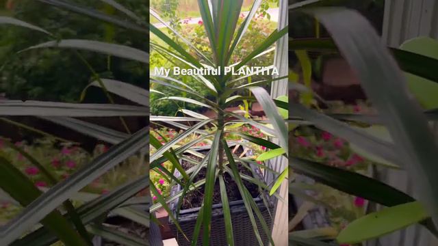 My Beautiful PLANTITA #plants смотреть онлайн