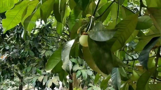 Как растёт МАНГУСТИН - вся ПРАВДА смотреть онлайн