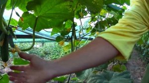 Супер урожай на огурцах/Мадрилене f1 наш фаворит!