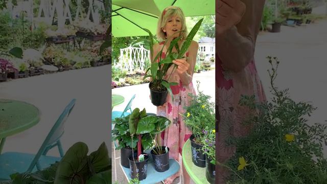 Make New Friends. Introduce New Plant Varieties into your Garden. смотреть онлайн