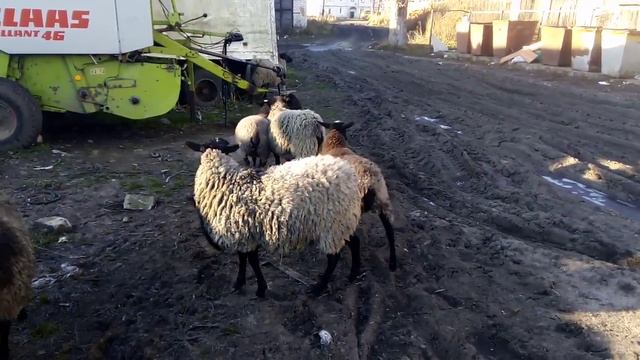 Бараны романовской породы ноябрь 2019 смотреть онлайн