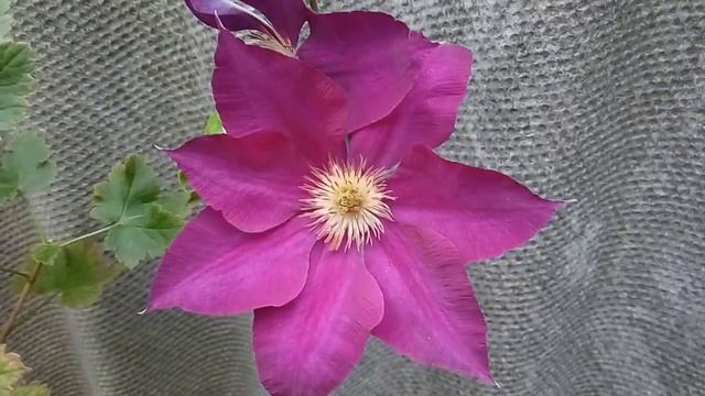 Клематис крупноцветковый Mazowsze Volcano (Мазовше Волкано) смотреть онлайн