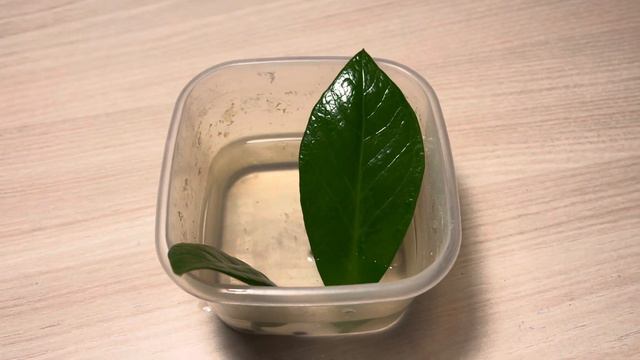 Как укоренить замиакулькас в воде без укоренителей. смотреть онлайн
