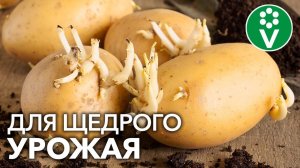 Как ПОДГОТОВИТЬ КАРТОФЕЛЬ К ПОСАДКЕ? Важные приемы, которые удвоят урожай
