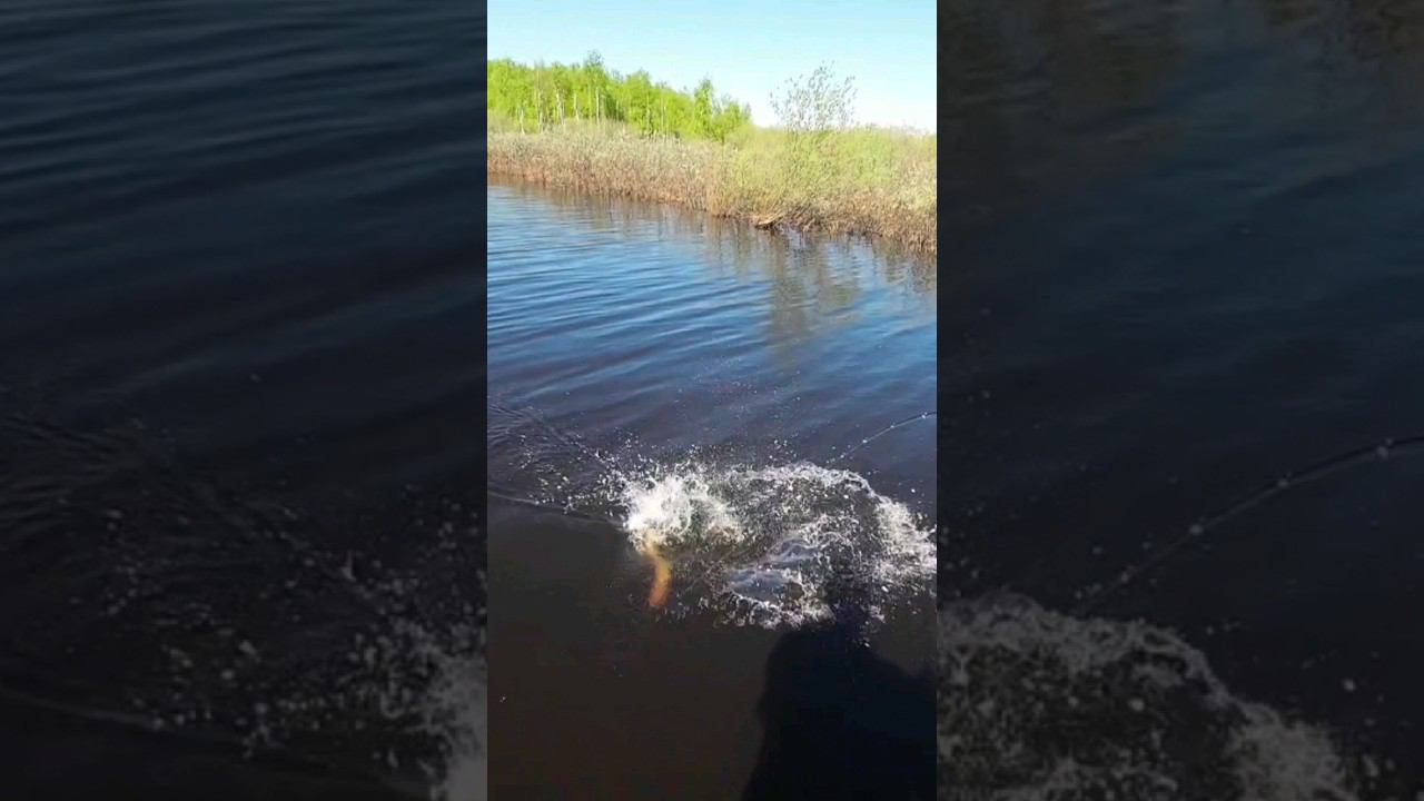 Плавающий воблер #рыбалка #щука #спининг #fishing #pike #pikefishing #воблер #плавающийвоблер смотреть онлайн