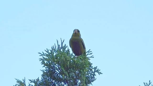 Обыкновенная зеленушка | European Greenfinch | Carduelis chloris смотреть онлайн