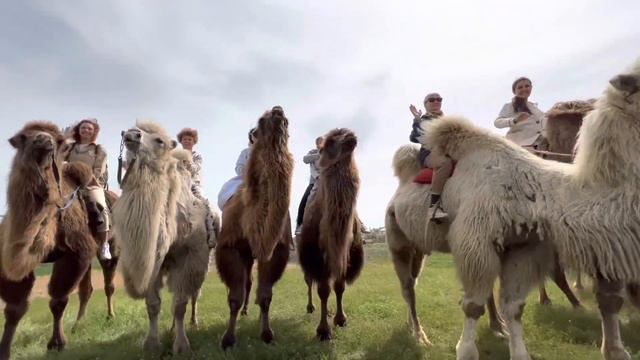 Осетины на верблюжьем острове в Калмыкии смотреть онлайн