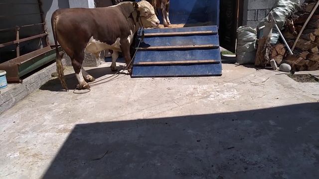 быки сементал и герефорд на забой смотреть онлайн