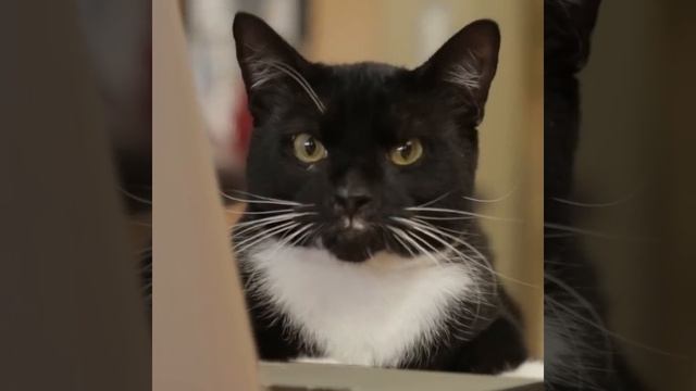 Aaron's Animals - Facebook Hacker