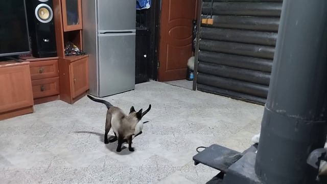 Это надо видеть😄😄😄😍😍😍😍😍🥰🥰🥰🥰🥰🥰Котятам 3 недели. Белюше 10 месяцев смотреть онлайн