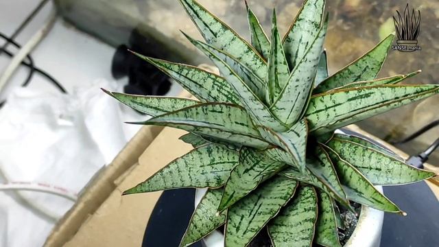 Sansevieria Hybrid Sweet Celery