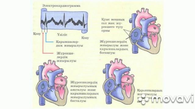 Турганбаева К Т WhatsApp Video 2020 04 10 at 19 35 50 смотреть онлайн