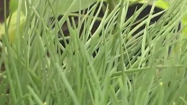 Дачные советы 27.04.207. Высадка рассады смотреть онлайн