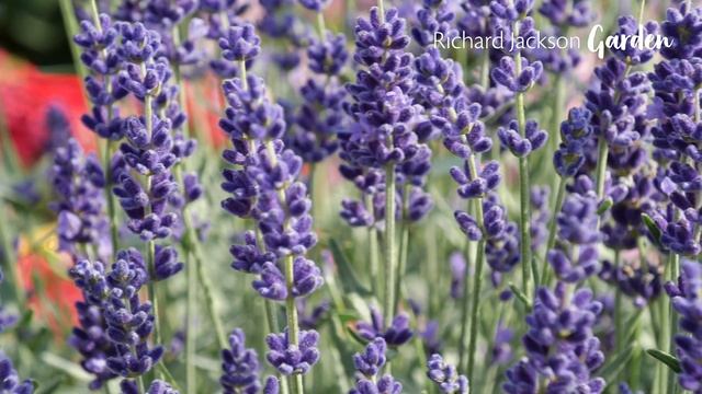 Fragrant Patio Lavender смотреть онлайн