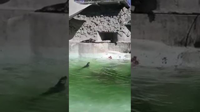 Маленький тюлень просит кушать смотреть онлайн