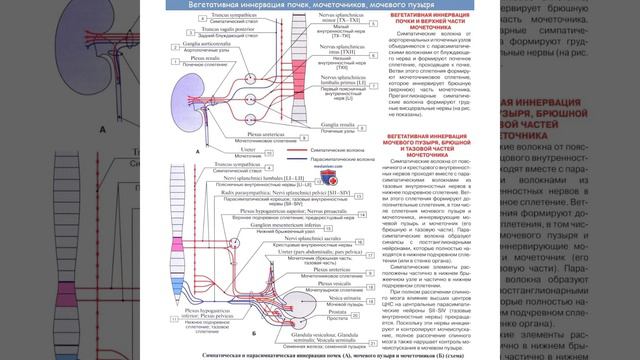 Медицина: Вегетативная иннервация почек…/02.01.22 смотреть онлайн