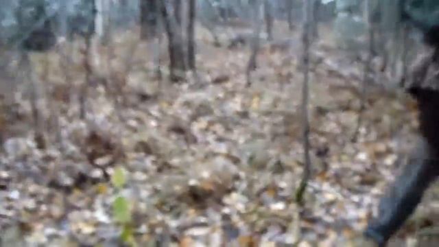 ОХОТА НА МЕДВЕДЯ С ЛАЙКАМИ В ТАЙГЕ ЮЖНОГО УРАЛА смотреть онлайн