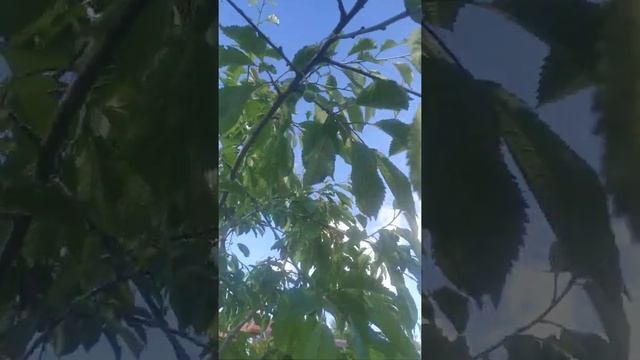 Результат опыления черешни. смотреть онлайн
