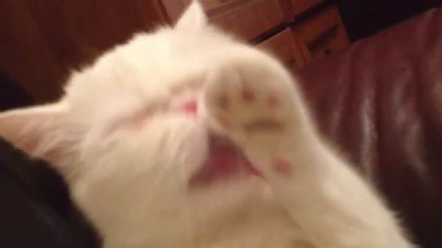 Котёнок умывается смотреть онлайн