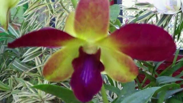 В долине грез. Уникальная коллекция орхидей. смотреть онлайн