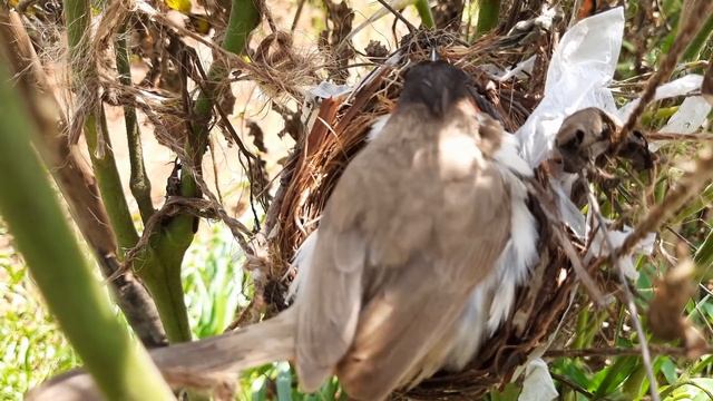 DRAGON FLY Eating Struggle of baby birds || Bulbul Mother feeding Baby Birds in Nest смотреть онлайн