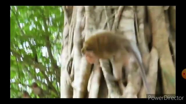 ЛУЧШЕ ПРИКОЛЫ УГАР! ИСПУГ обезьяны и собак смотреть онлайн