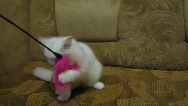 Британская длинношерстная шиншилла Dolce Diva смотреть онлайн