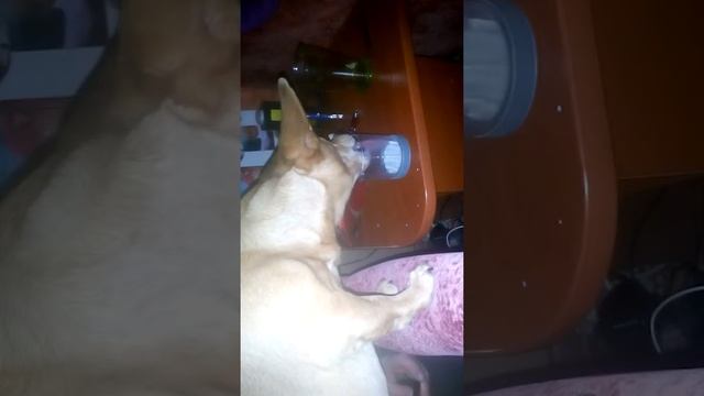 Пес пьет молоко)) смотреть онлайн