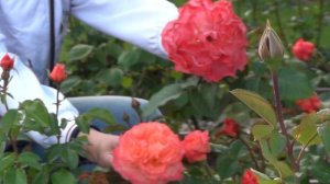 Роза Augusta Luise (Августа Луиза)