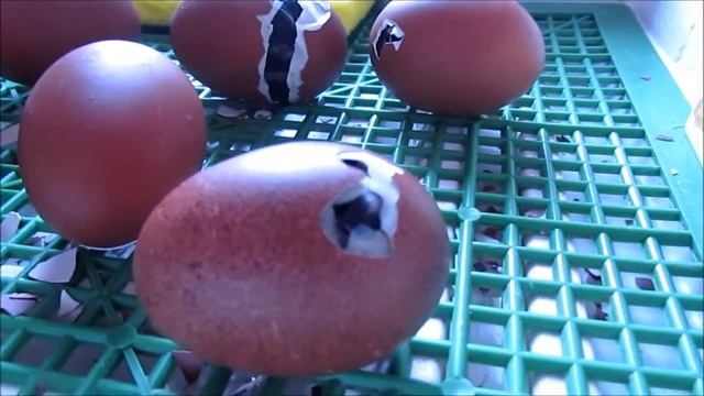 Вывод цыплят маранов из яйца... смотреть онлайн