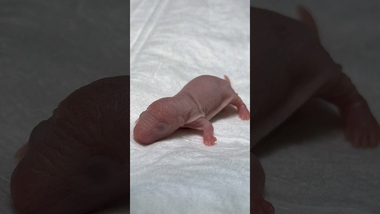 Кесарево сечение у крысы? Такое возможно! #ветеринария #кесаревосечение #кесарево #роды #крыса #реки смотреть онлайн