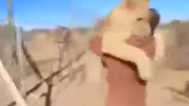 Клёво! смотреть всем и постарайтесь распростронить это видео смотреть онлайн