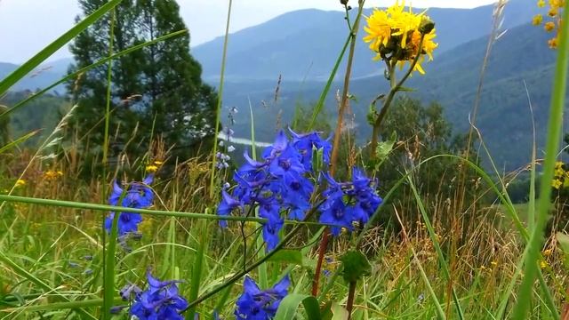 Цветы Горного Алтая смотреть онлайн