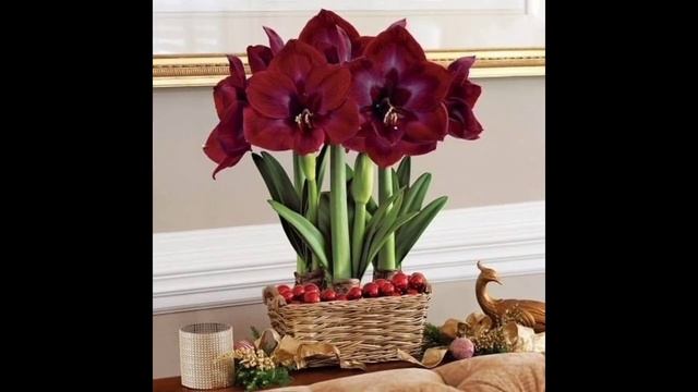 Growing Amaryllis Indoors How to Grow Amaryllis in Pots смотреть онлайн