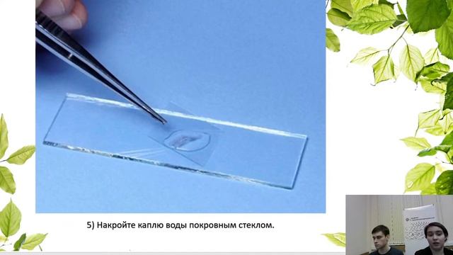 5К Биология: «Лабораторная работа «Строение кожицы чешуи лука» смотреть онлайн