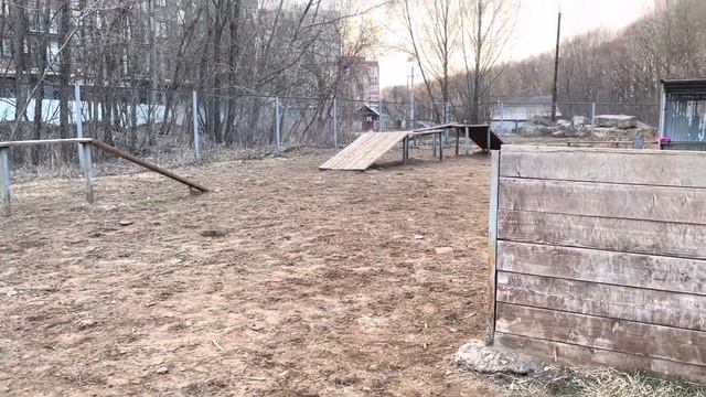 собачья площадка в Перми // БУЛЬТЕРЬЕР играет с другими собаками смотреть онлайн