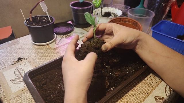 Лилия, бегонии, навожу порядок в саженцах, пересаживаю лаванду. смотреть онлайн