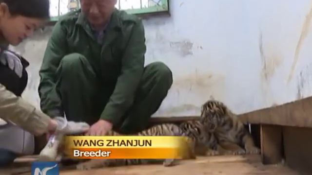 A Visit to China' s Siberian Tiger Park смотреть онлайн