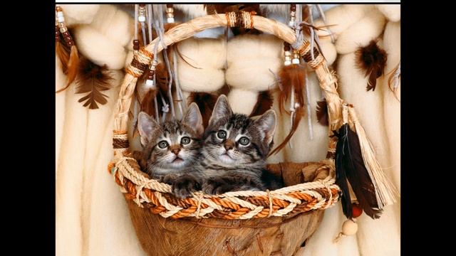 Мяуканье и дикий ор кота. Кошка ахереет, коты тоже)) смотреть онлайн