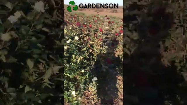саженцы роз от Gardenson смотреть онлайн