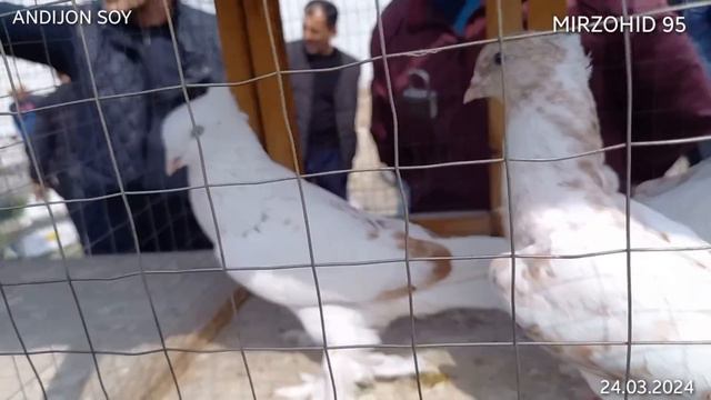 Andijon Soy Kaptar Bozor// Андижон сой  каптар бозор 24-mart, 2024[ 94.100.35.32 ]